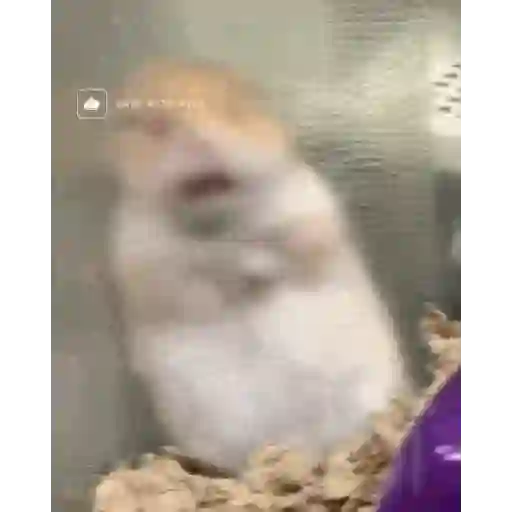 الهامستر 🐁🩷🐀 (38m4qjfb7x)