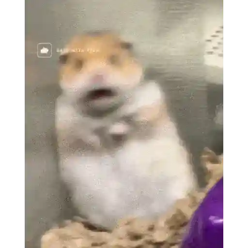 الهامستر 🐁🩷🐀 (dxr5mqh687)