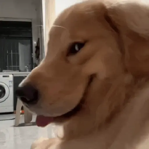 🐶Reacciones de Perritos🐶 (qg8mv39dx5)