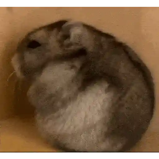 الهامستر 🐁🩷🐀 (6gcq7ny4vk)