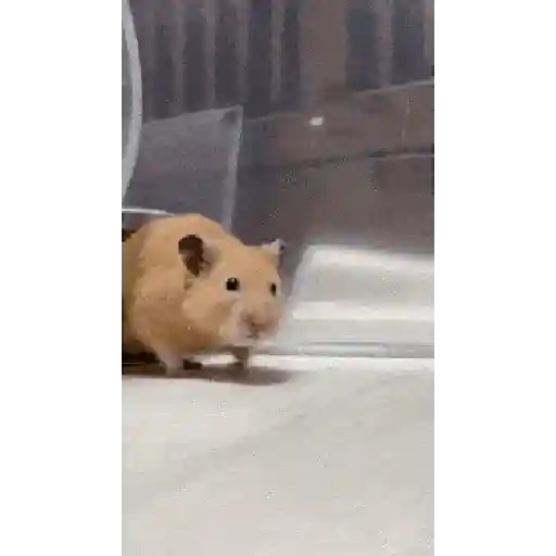 الهامستر 🐁🩷🐀 (4j3kdprs79)