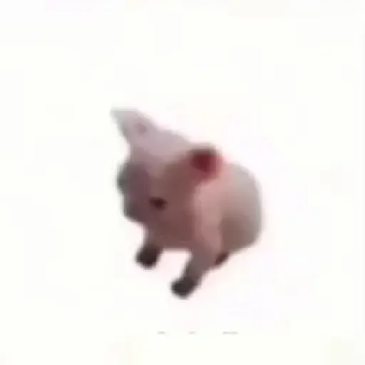 قطط مضحكة 😹 (mdn732fgxb)