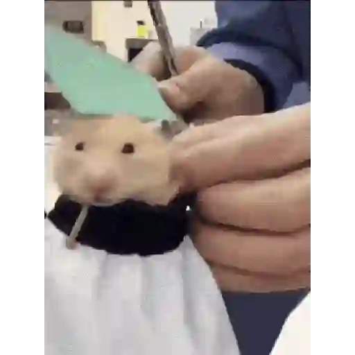 الهامستر 🐁🩷🐀 (7chrp9kzb2)
