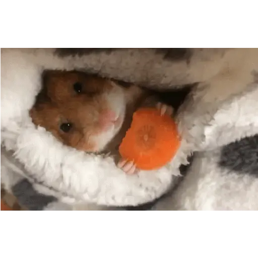 الهامستر 🐁🩷🐀 (yn8kwjbzh3)