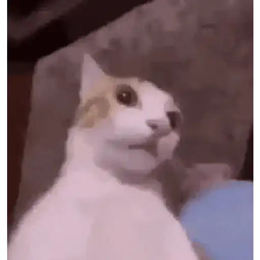 Kucing lucu (69whr325xv)