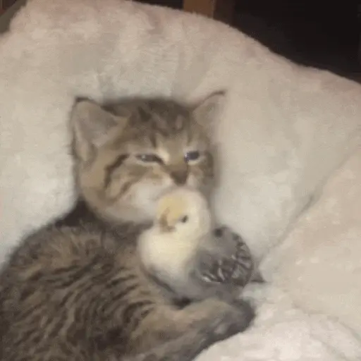 Kucing lucu (dxg6py2zmb)