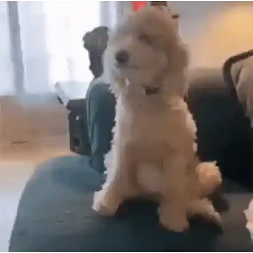 🐶 Perritos Mov. 2 🐾 (52xc6vjkfg)