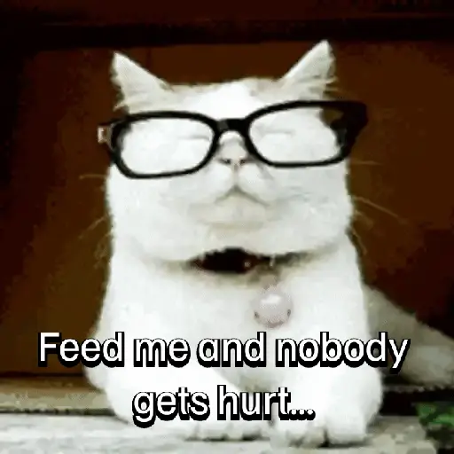 Everyday Cats 🐈‍⬛ (6wfrzsj2v8)