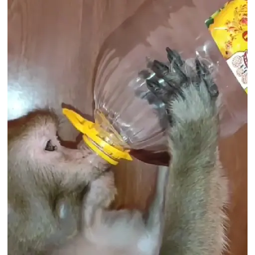 Monitos monkys Pal diario (js5yp7zk6f)