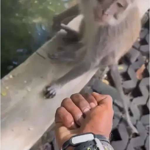 Macacos/monkey (zq2jd45fp6)
