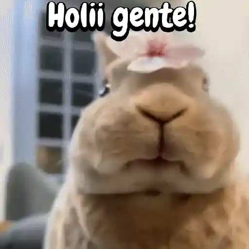 Funny's Rabbit 🥕🐇 (hnkp3vcqg6)