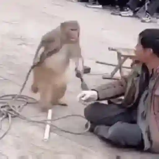Macacos animados/monkeys🐒 (3mxvktf4g9)