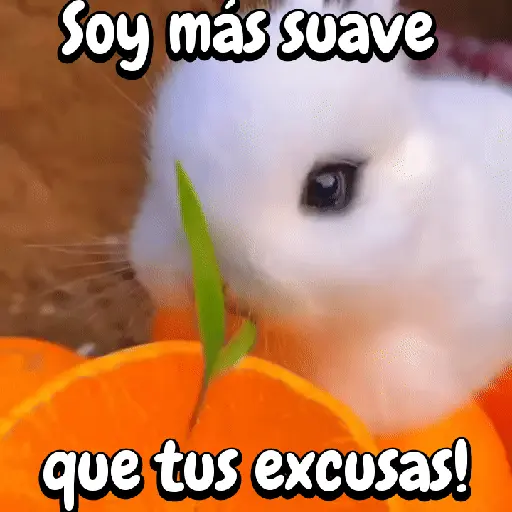 Funny's Rabbit 🥕🐇 (vq54pw9rz3)