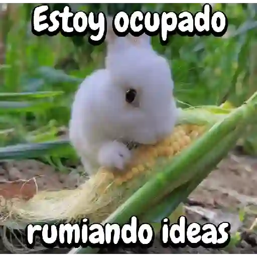 Funny's Rabbit 🥕🐇 (7std9c35hz)