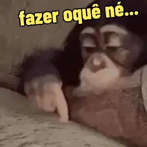 "Macaquin" boladão kkk (3gt6wqj8r5)