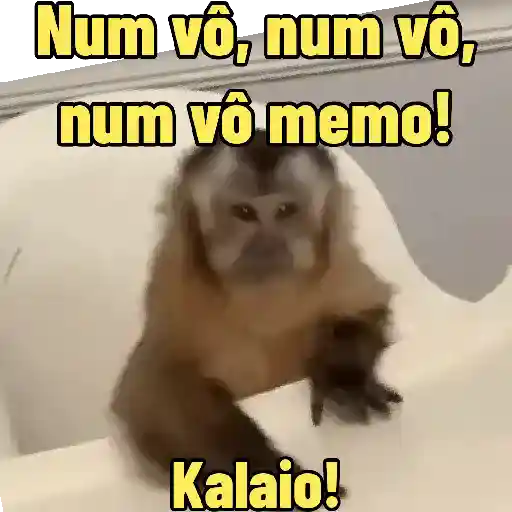 "Macaquin" boladão kkk (hsm56vcxg4)