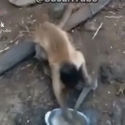 Macacos animados/monkeys🐒 (gpm64xdhb3)