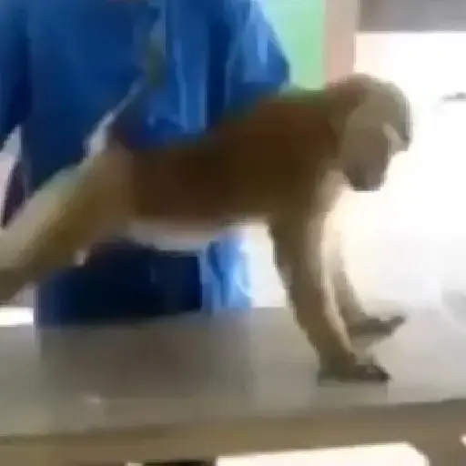 Macacos animados/monkeys🐒 (wj82scq96k)