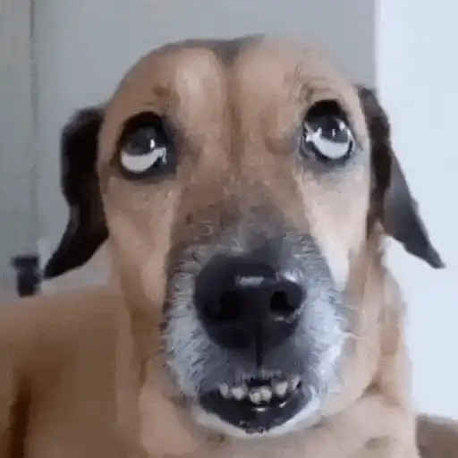 Perros para el chat 🤣🐕 (ctd53f8r4x)