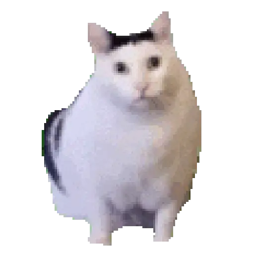 Meme Kucing Viral 🐱 (c43mphy9d7)