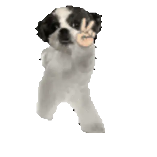 Perros para el chat 🤣🐕 (tvmqyrzw89)