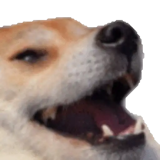Perros para el chat 🤣🐕 (jq6t5hpvxw)