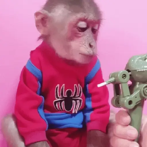 🦧Monkeys🦍Monos🐒Changos (2769pnm4zx)