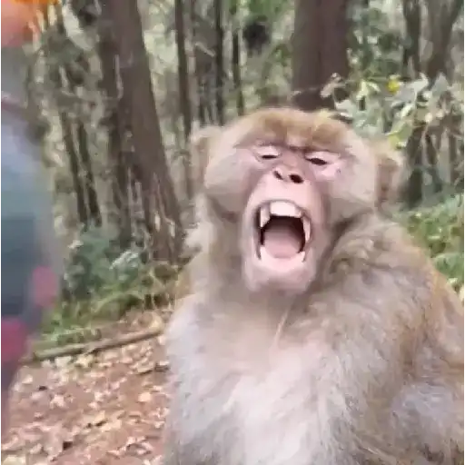 Macacos/monkey (qcyj645dg3)