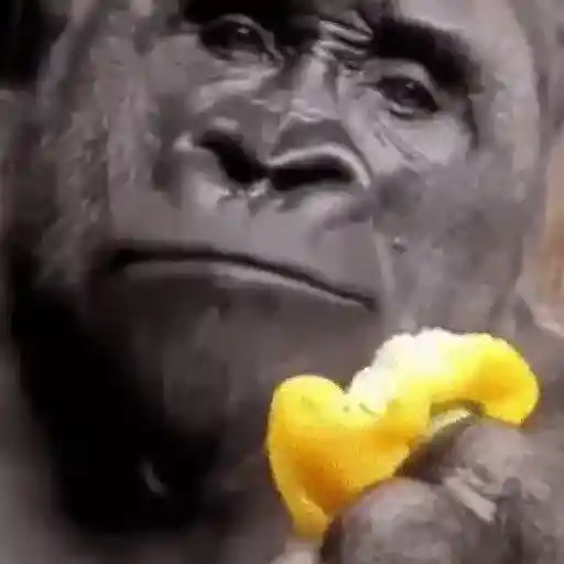 "Macaquin" boladão kkk (sjrynv76t5)