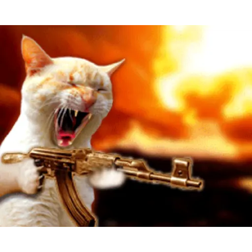 قطط مضحكة 😹 (ypg2tjh6r4)