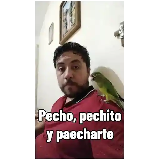 Stickers video Rod 2 (shg6pm7t49)