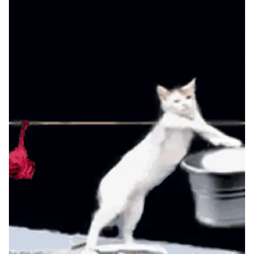 قطط مضحكة 😹 (q3zspb6kh9)