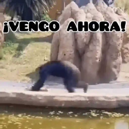 🦧Monkeys🦍Monos🐒Changos (8ygsmhvnc7)