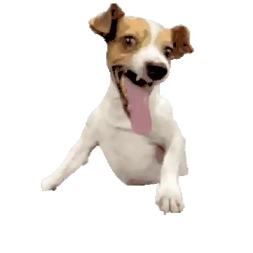 Perros para el chat 🤣🐕 (34hjrkdcvz)