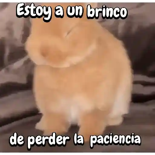 Funny's Rabbit 🥕🐇 (29hbfx4vc8)