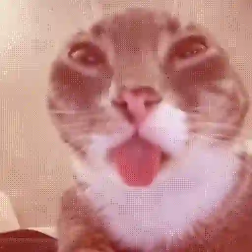 Meme kucing bergerak 😺 (dvq6smbt9c)