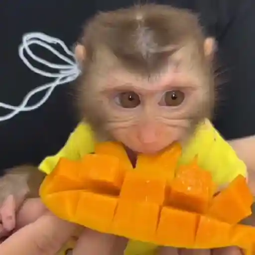 Monkys 🐒 (htrcfps739)