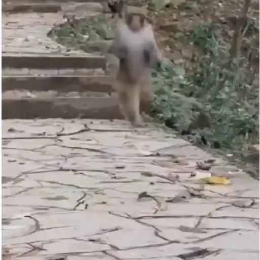 Macacos/monkey (f875rxck9g)