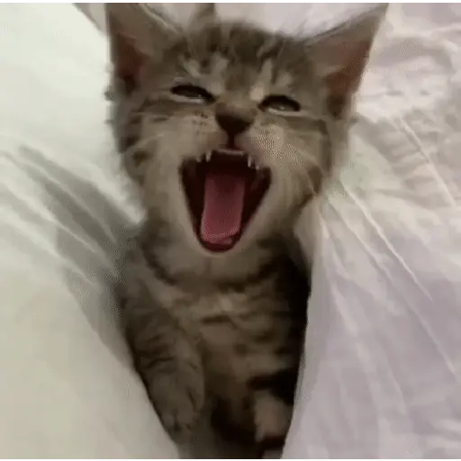 🩷Gatitos Animados 🐱🥛 (zt3vy7s9qn)