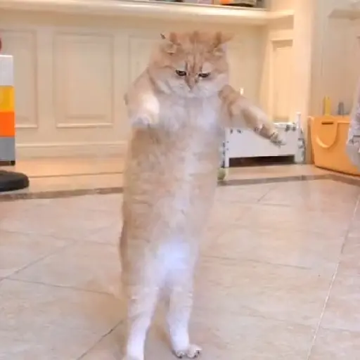 🎵 TIKTOKeando 6🎵 (52p8z3y4sr)