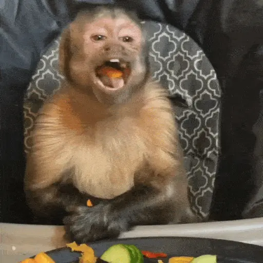 Changuito George 🐵❤️ (gbh3myqwdt)