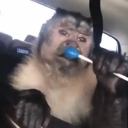 Changuito George 🐵❤️ (c45kgsd7mw)
