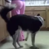 Dog in a kitchen