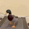 رسوم متحركة مضحكة (b4sw2c56hx)