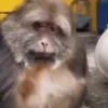 Monos Random 🦍🐒