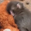 Punch 🐵