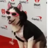Perro Cool 😎 (ptfbjw9smr)