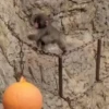 Punch 🐵