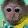 Monitos haciendo cosas 🐵