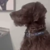 Perro Cool 😎 (kmsgt4z3yv)